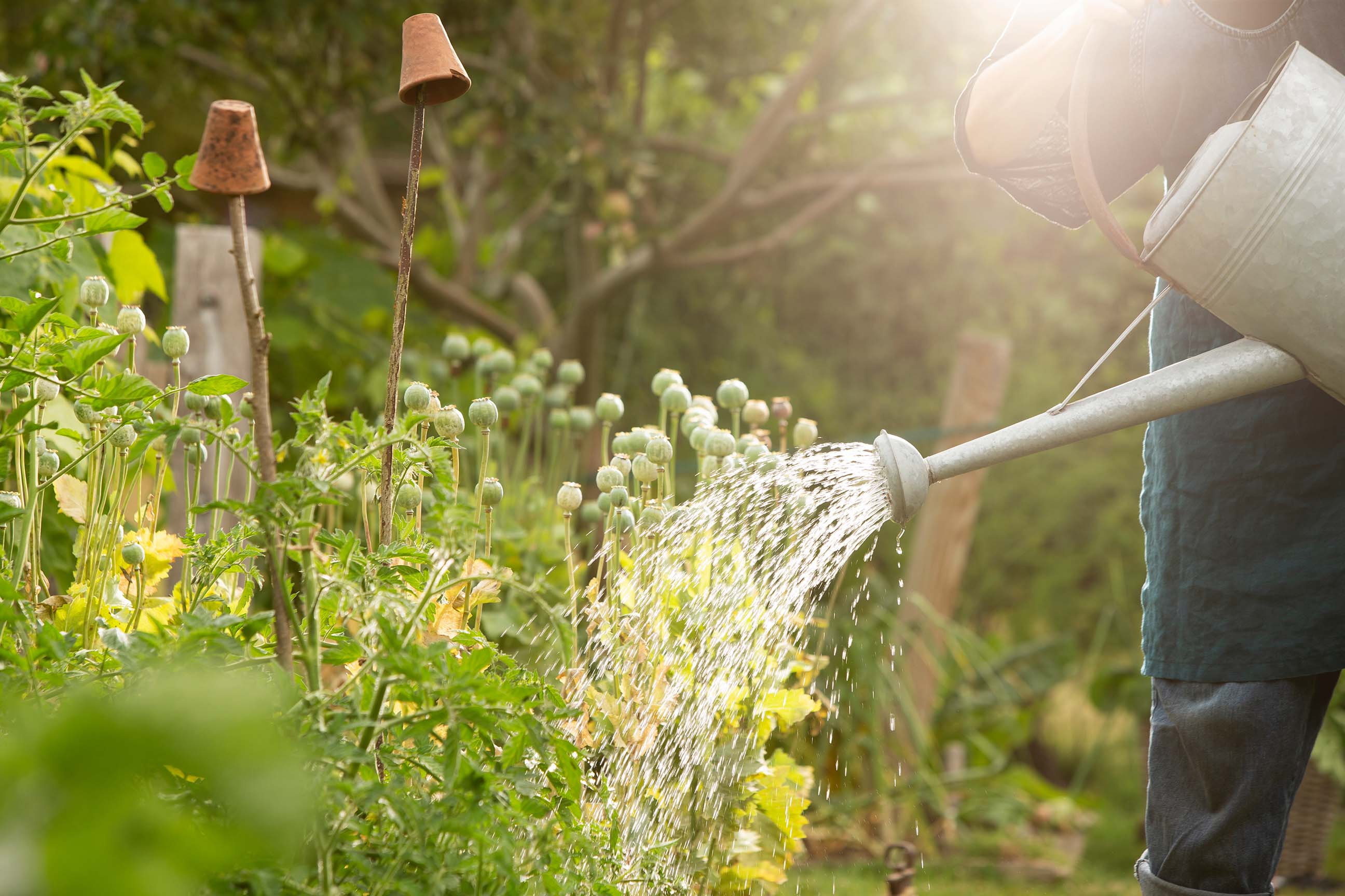 Eine Person gießt Gemüsepflanzen in einem sonnigen Sommergarten. Eine Gießkanne wird über ein Beet voller gesunder, grüner Pflanzen gehalten. Im Hintergrund ist die üppige Vegetation des Gartens zu sehen, die von hellem Sonnenlicht erleuchtet wird. Die Szene strahlt eine ruhige und naturverbundene Atmosphäre aus.