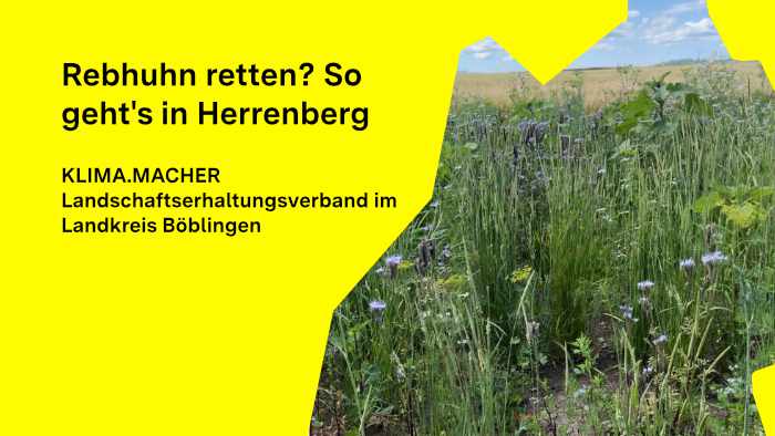 Biotopverbund: Blühbrache in Herrenberg