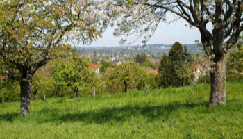 Zu sehen ist eine typische Streuobstwiese in Baden-Württemberg: Es ist Frühling, die Obstbäume stehen in Blüte, im Hintergrund liegt eine kleine Ortschaft.