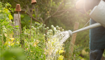 Eine Person gießt Gemüsepflanzen in einem sonnigen Sommergarten. Eine Gießkanne wird über ein Beet voller gesunder, grüner Pflanzen gehalten. Im Hintergrund ist die üppige Ve-getation des Gartens zu sehen, die von hellem Sonnenlicht erleuchtet wird. Die Szene strahlt eine ruhige und naturverbundene Atmosphäre aus.