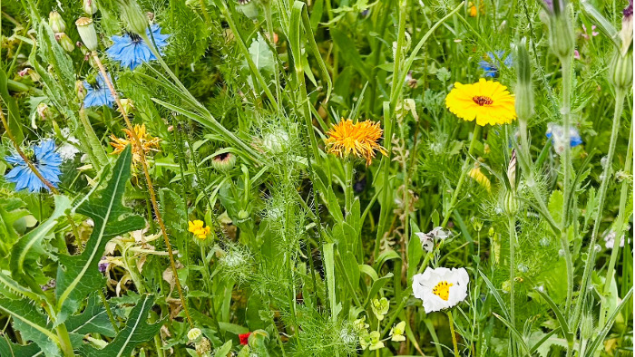 Bunte Wildblumenwiese der Grundschule Kleiner Einstein Arnegg im Rahmen des Gewinnspiels KLIMA.LÄND.WIESE.