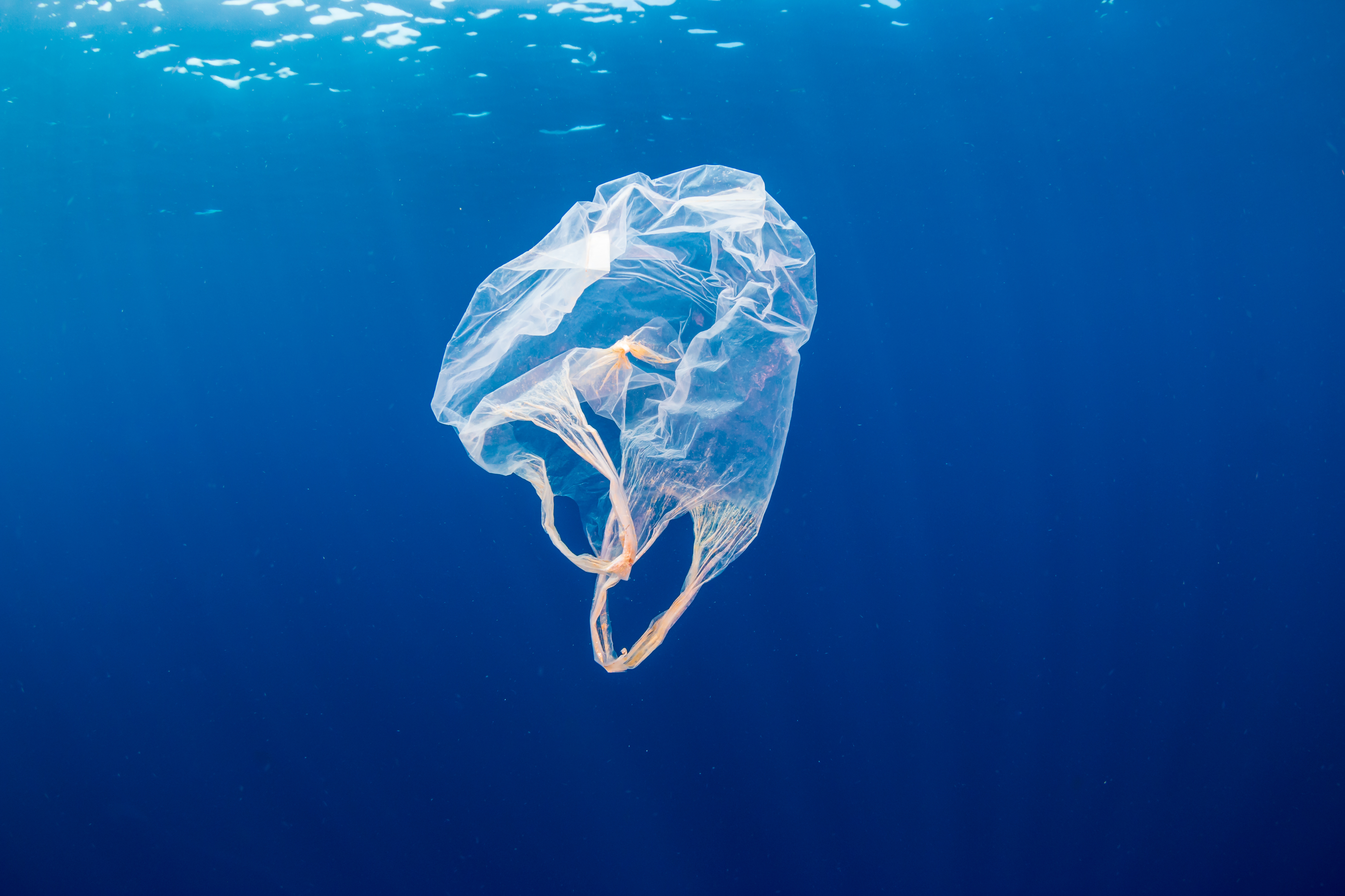 Zu sehen ist eine durchsichtige Plastiktüte, die im Meer unter der Wasseroberfläche treibt